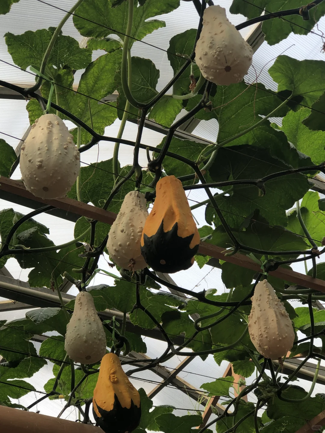 寿光菜博会（一）