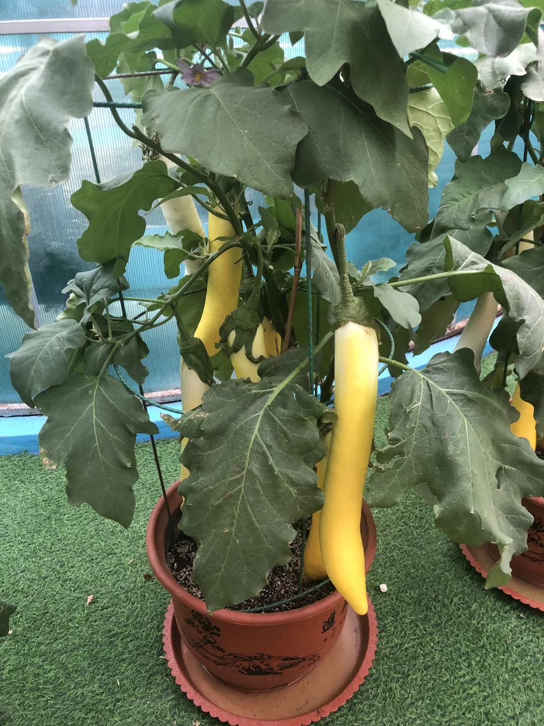 寿光菜博会（一）