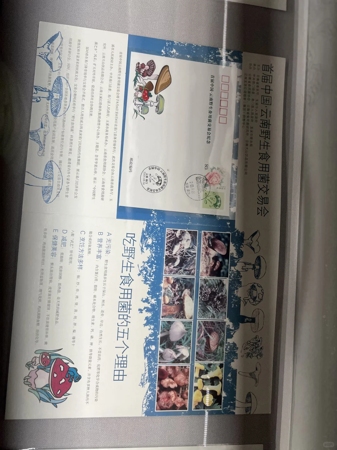 走进易门野生菌博物馆