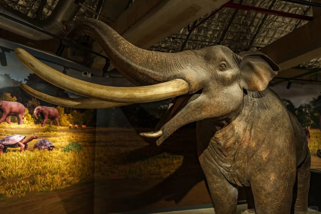 曼谷看展-THAINOSAUR 泰国恐龙展