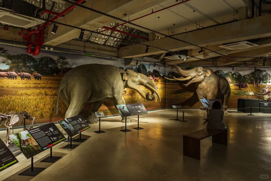 曼谷看展-THAINOSAUR 泰国恐龙展