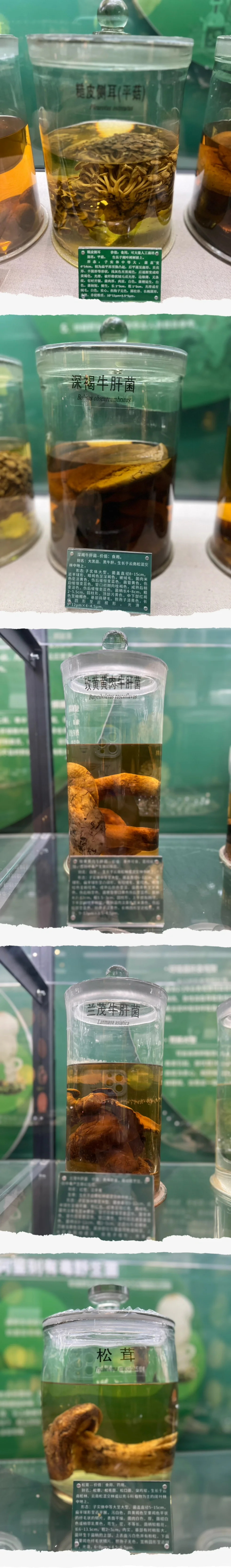 走进易门野生菌博物馆