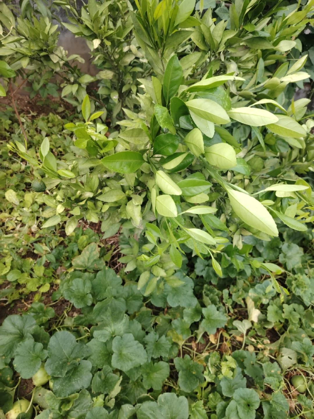 风韵犹存老阿姨，刷到请夸夸一下我吧！