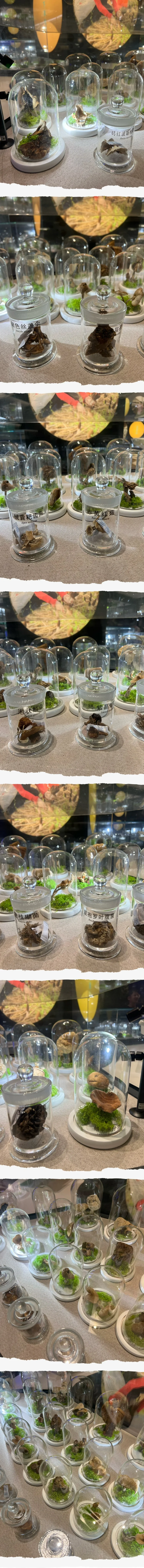 走进易门野生菌博物馆