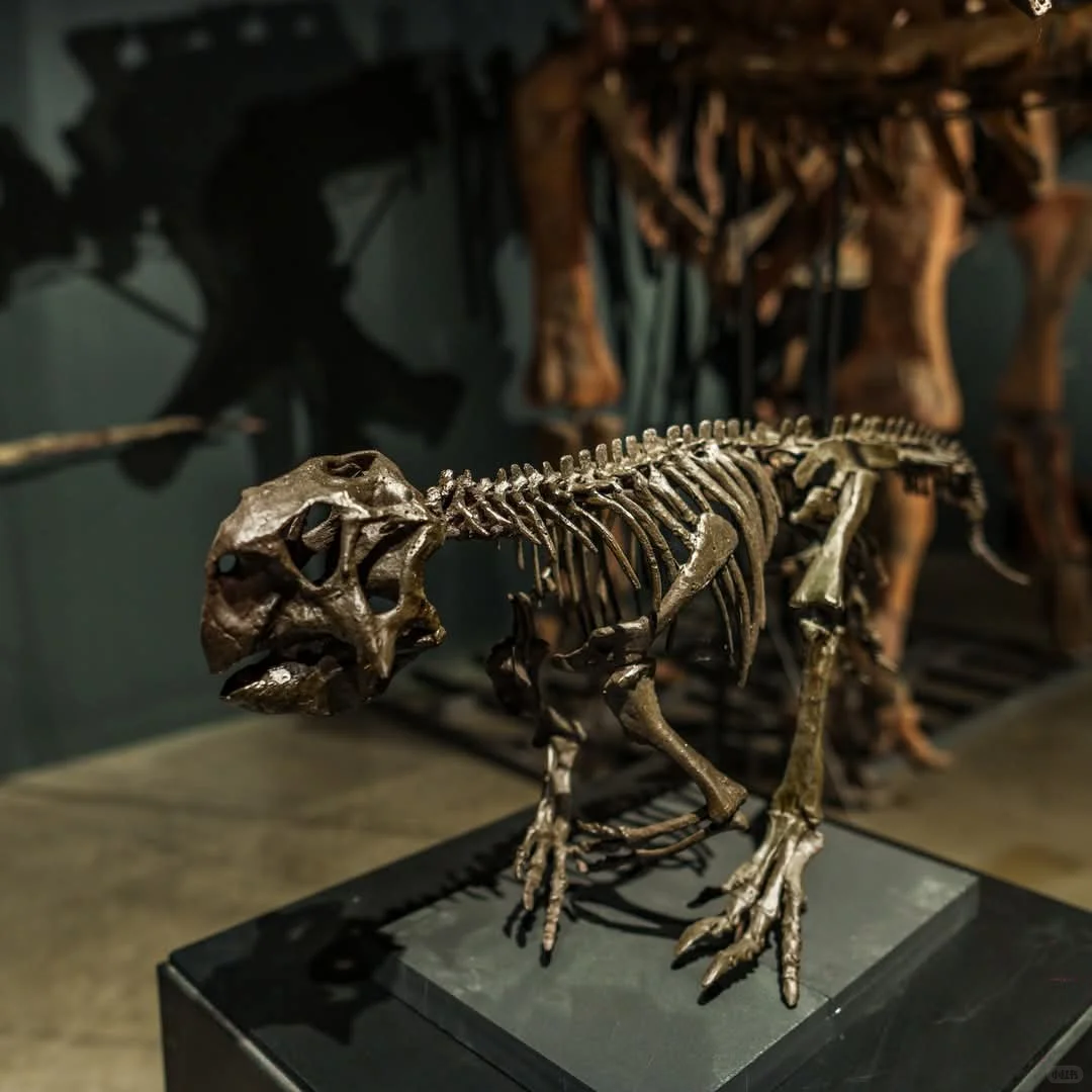 曼谷看展-THAINOSAUR 泰国恐龙展