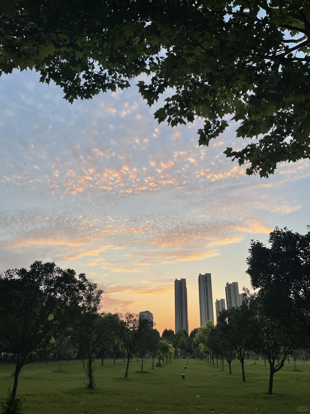 今天的夕阳你看了吗