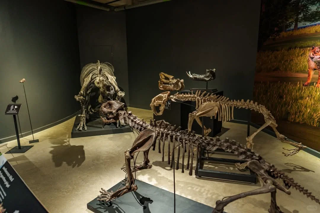 曼谷看展-THAINOSAUR 泰国恐龙展