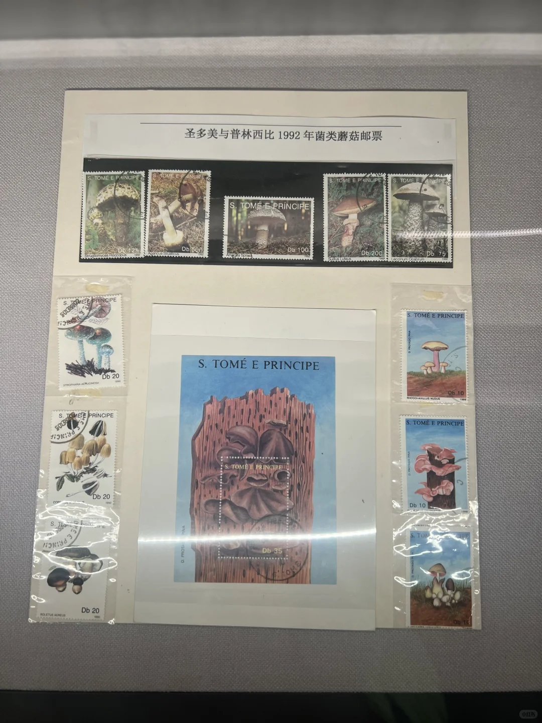 走进易门野生菌博物馆
