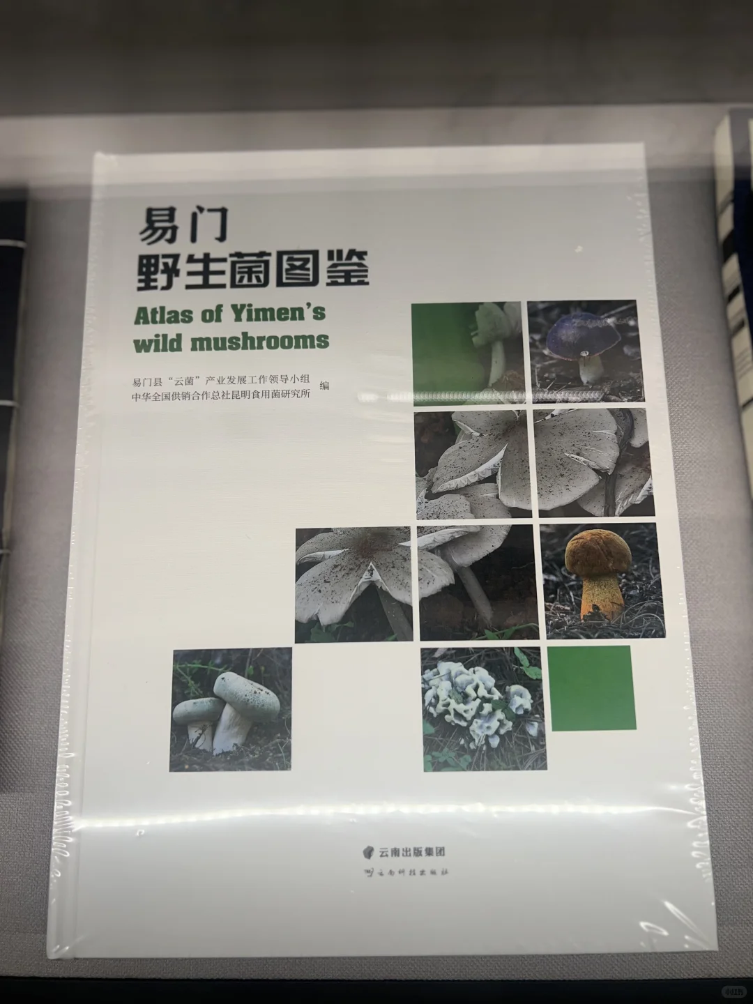走进易门野生菌博物馆