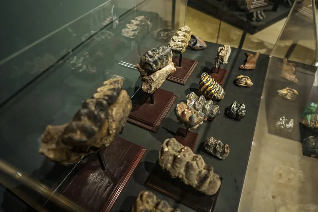 曼谷看展-THAINOSAUR 泰国恐龙展