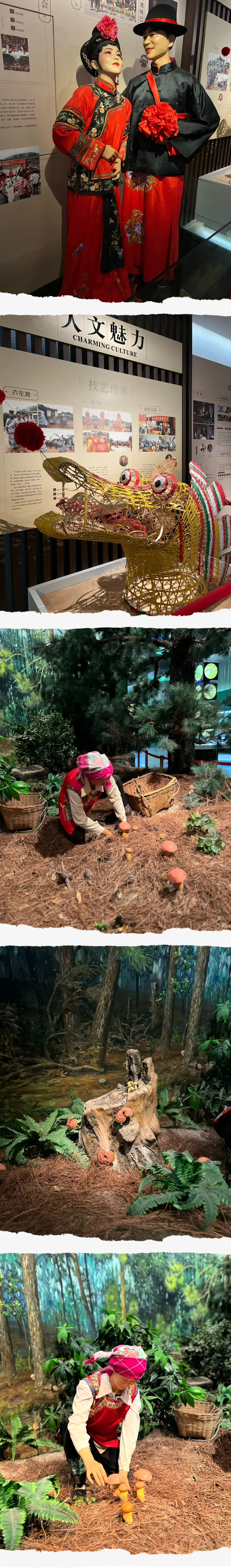 走进易门野生菌博物馆