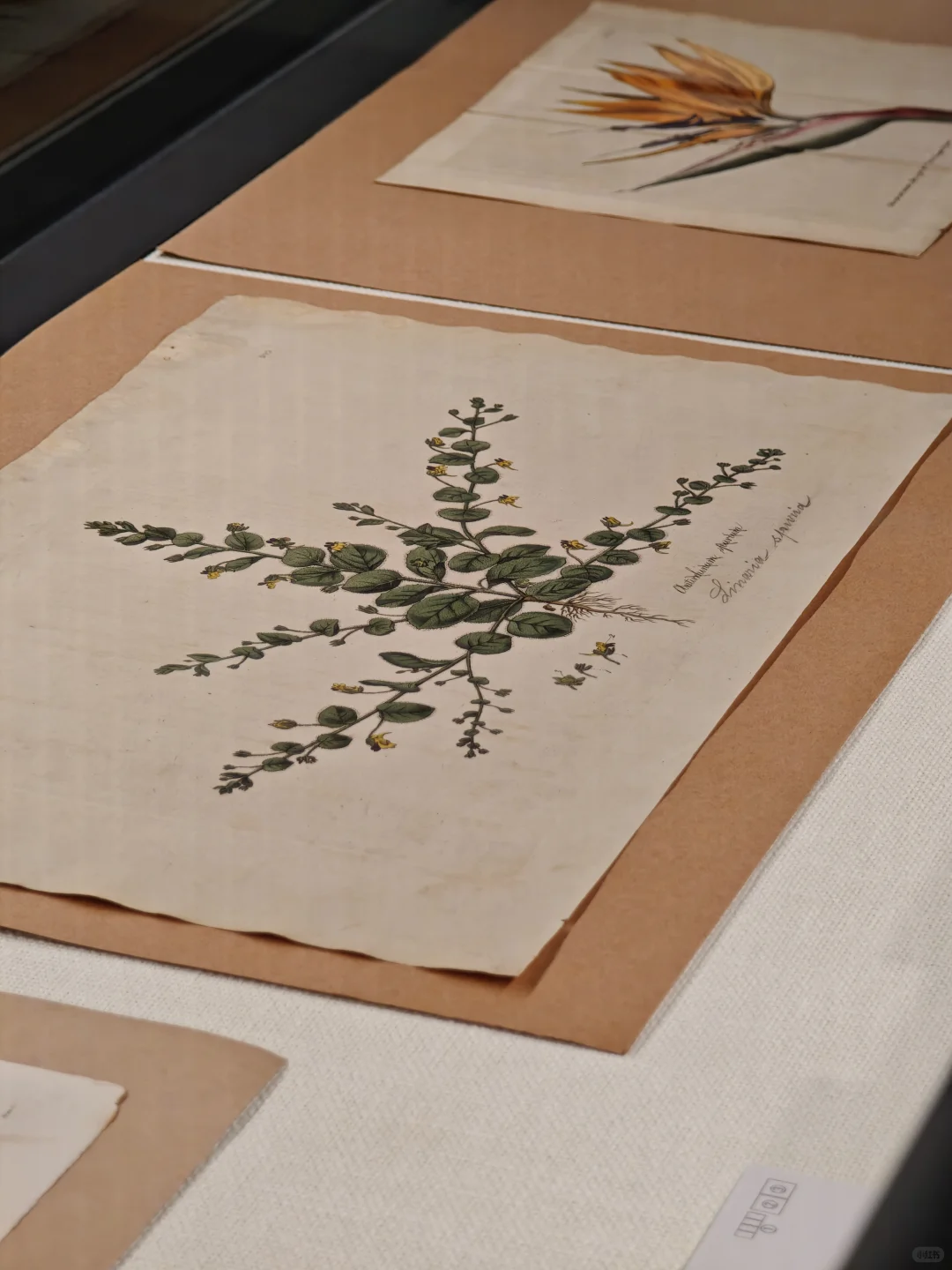 深圳新展｜植物“双面镜”，艺术与科学并置