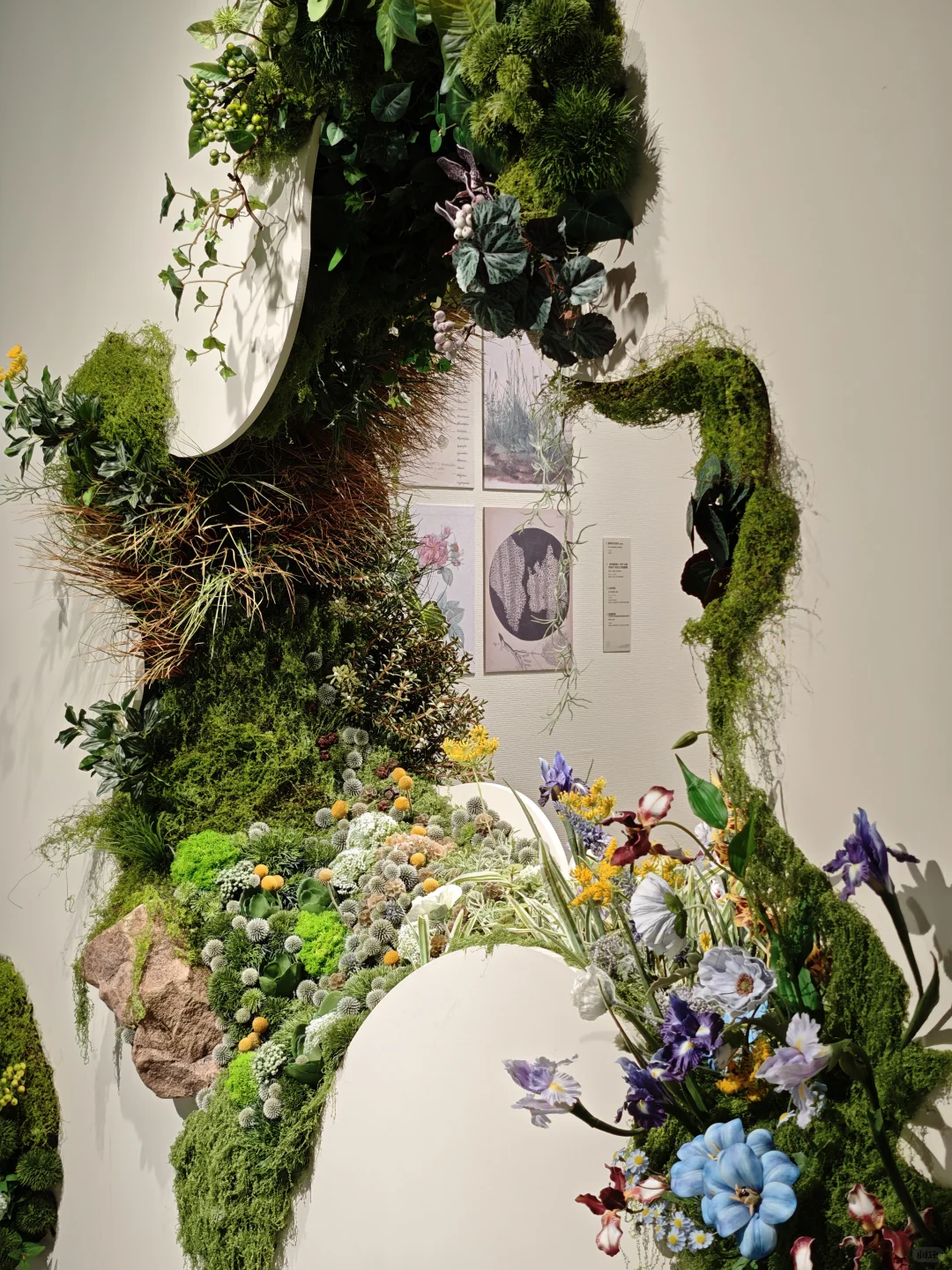 深圳新展｜植物“双面镜”，艺术与科学并置