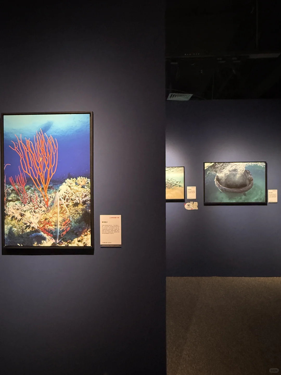 石家庄出息了！河北首展！
