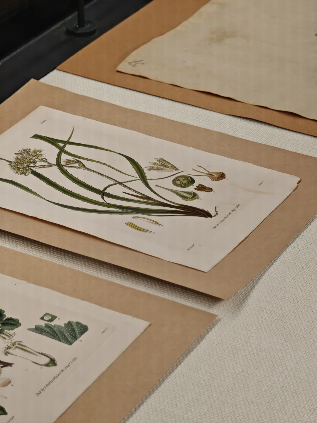 深圳新展｜植物“双面镜”，艺术与科学并置