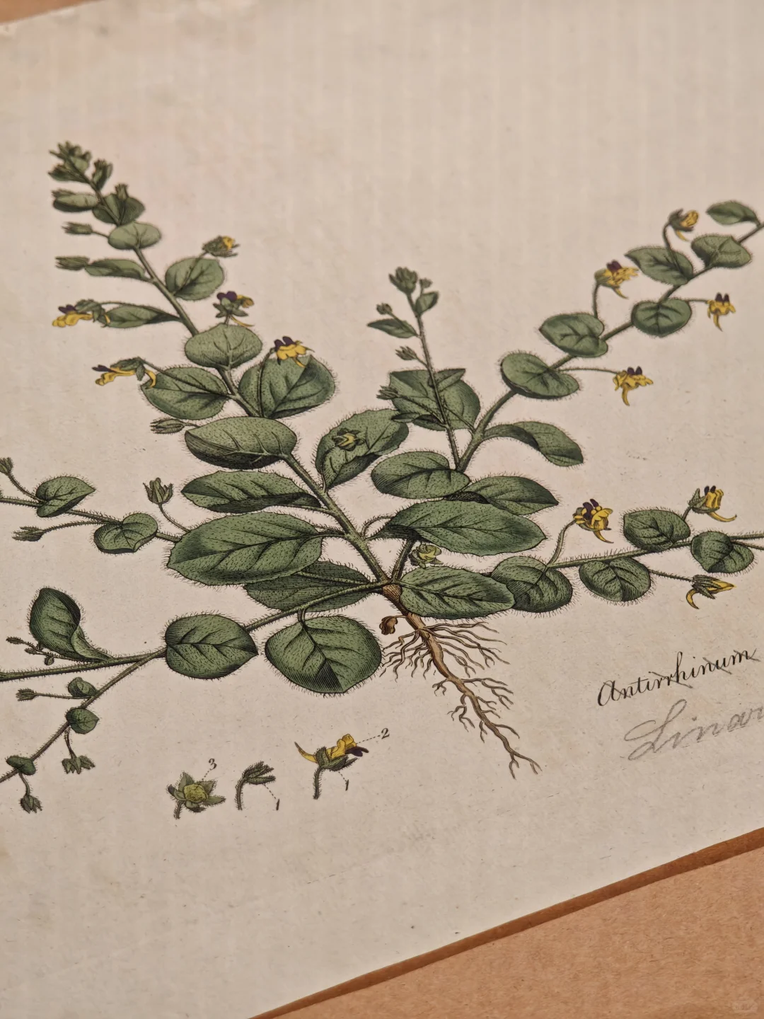 深圳新展｜植物“双面镜”，艺术与科学并置