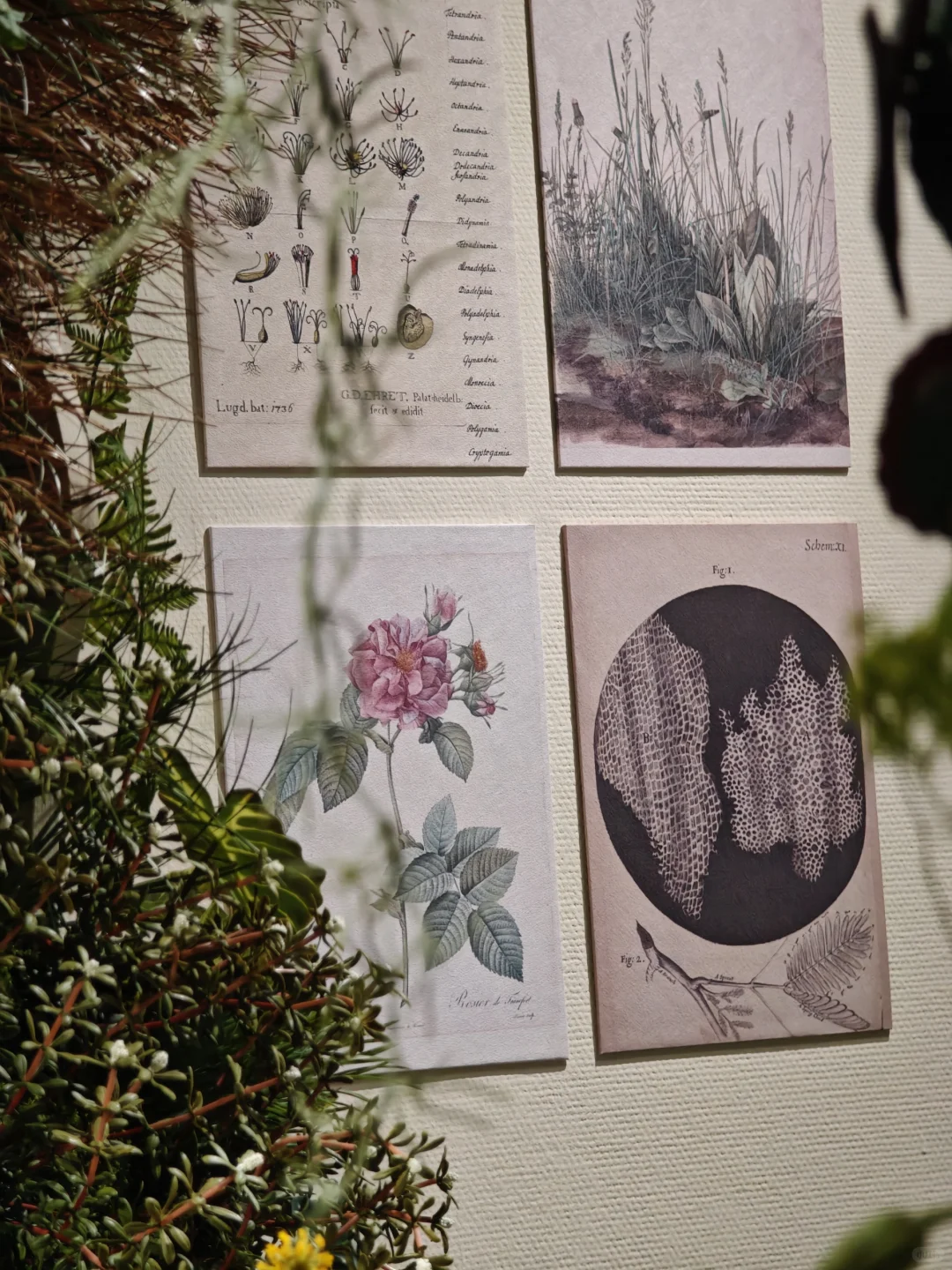 深圳新展｜植物“双面镜”，艺术与科学并置