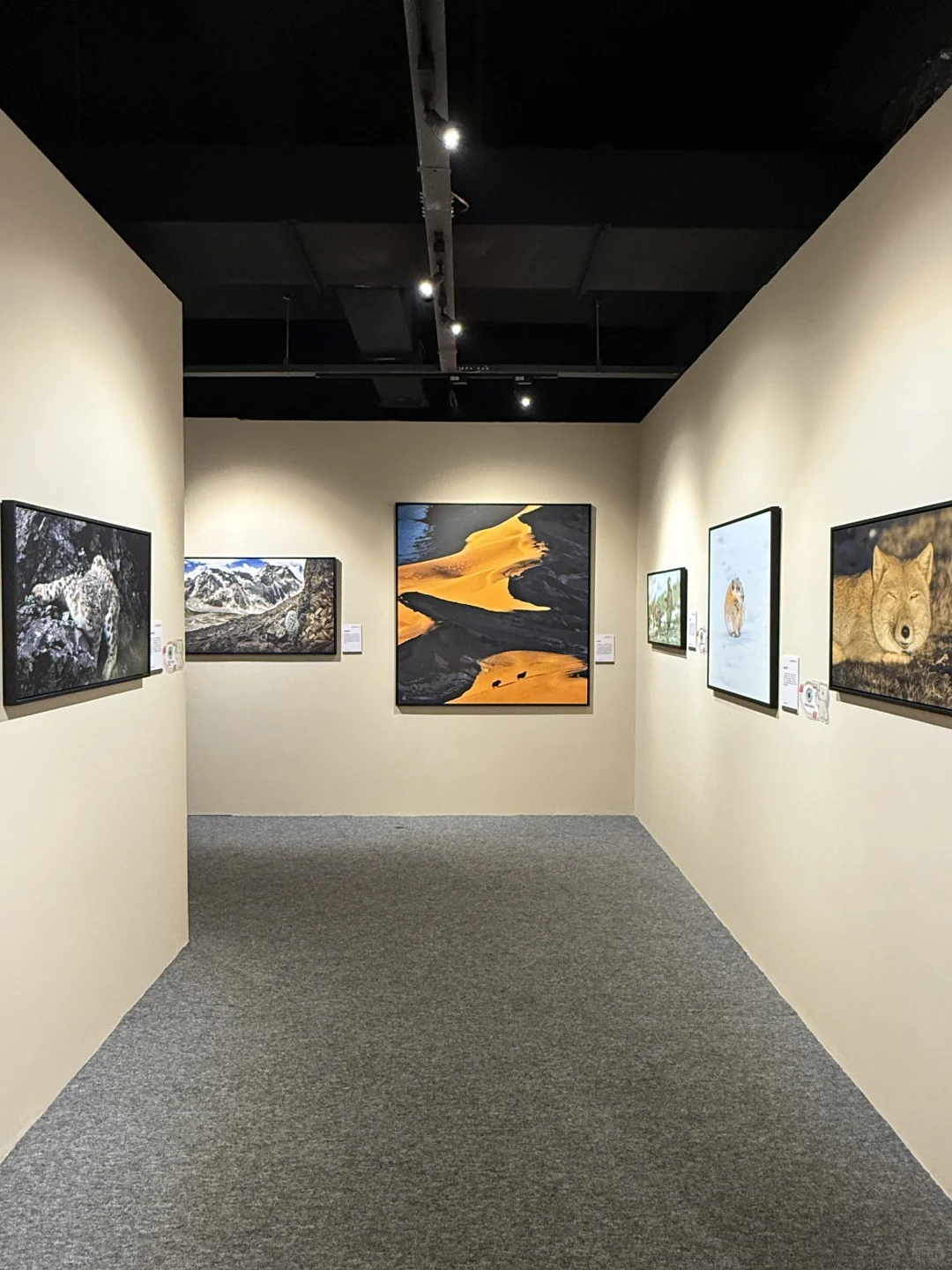 石家庄出息了！河北首展！