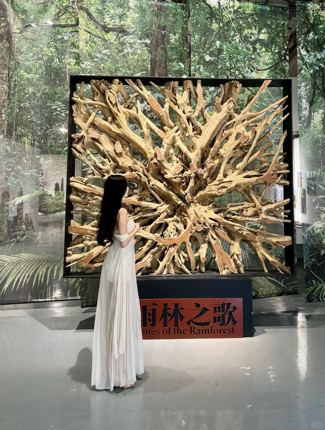 深圳看展|感受热带雨林的神秘魅力