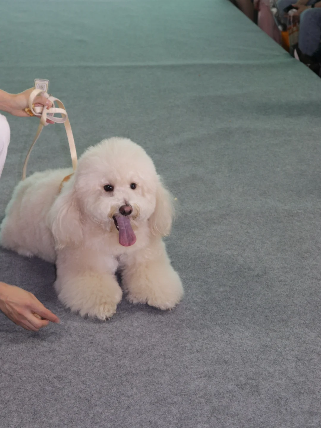 温州萌宠T台走秀|带上毛孩来世宠会温州展