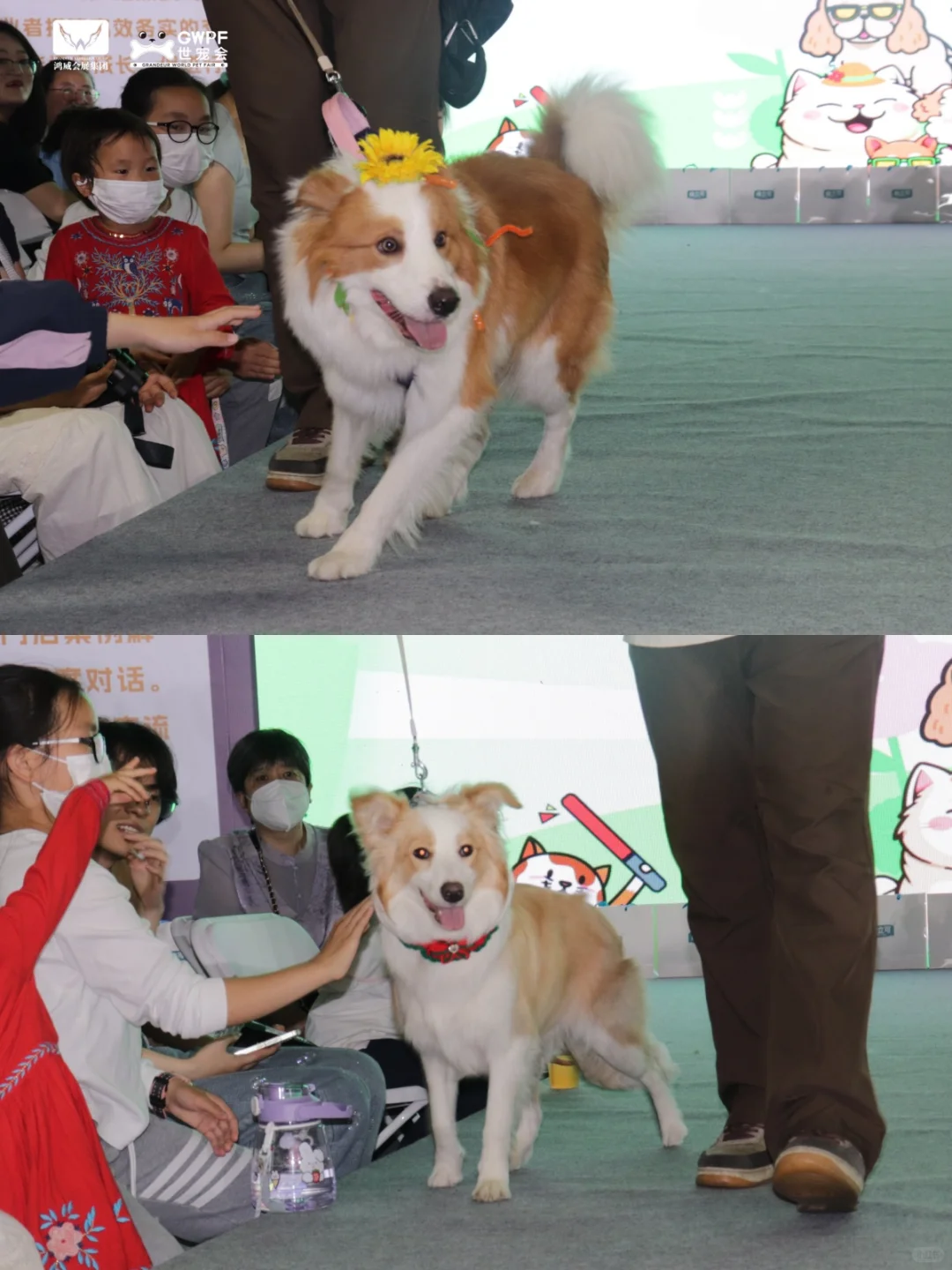 温州萌宠T台走秀|带上毛孩来世宠会温州展