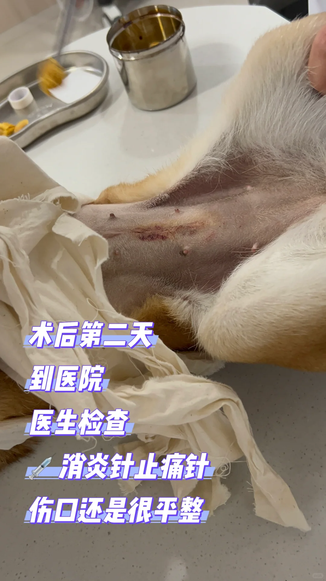 1岁4个月母犬绝育流程分享