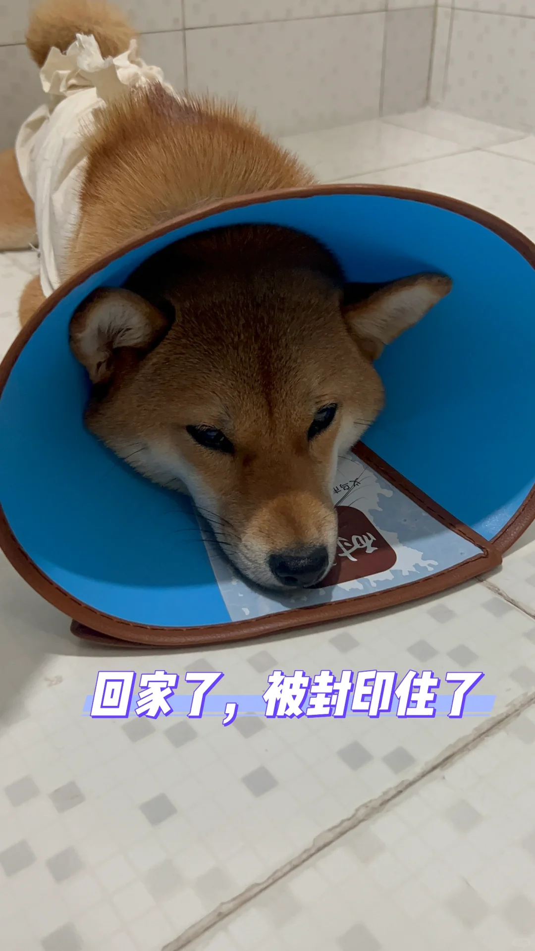 1岁4个月母犬绝育流程分享