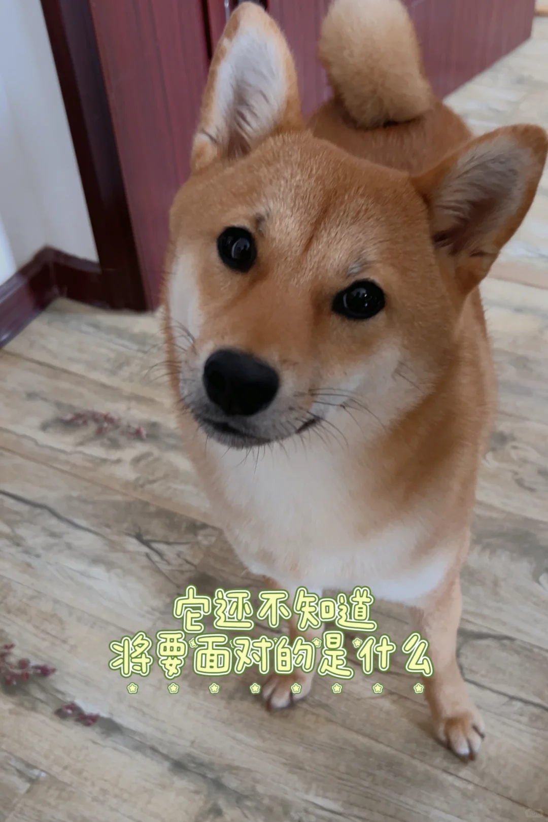 1岁4个月母犬绝育流程分享