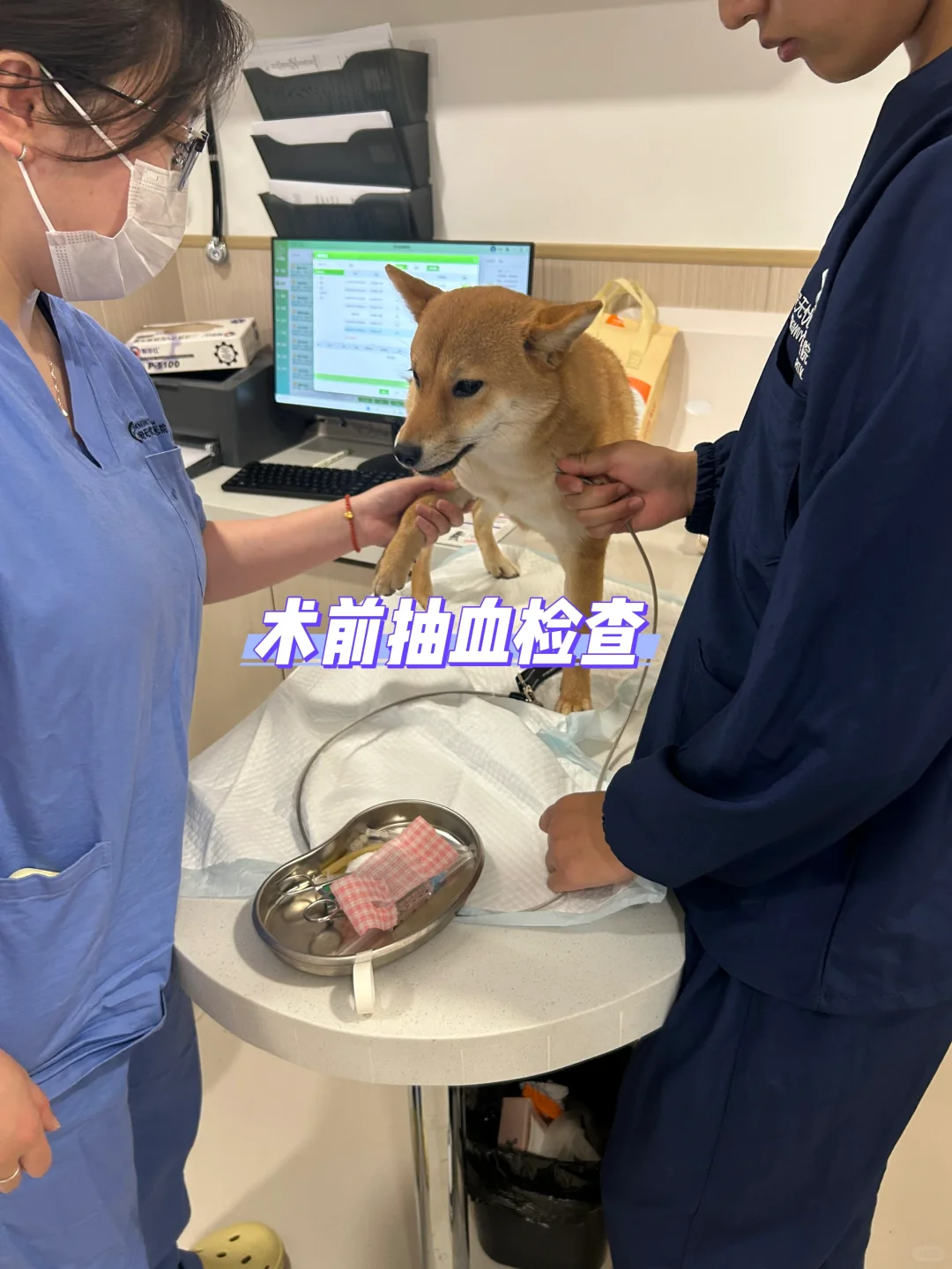 1岁4个月母犬绝育流程分享