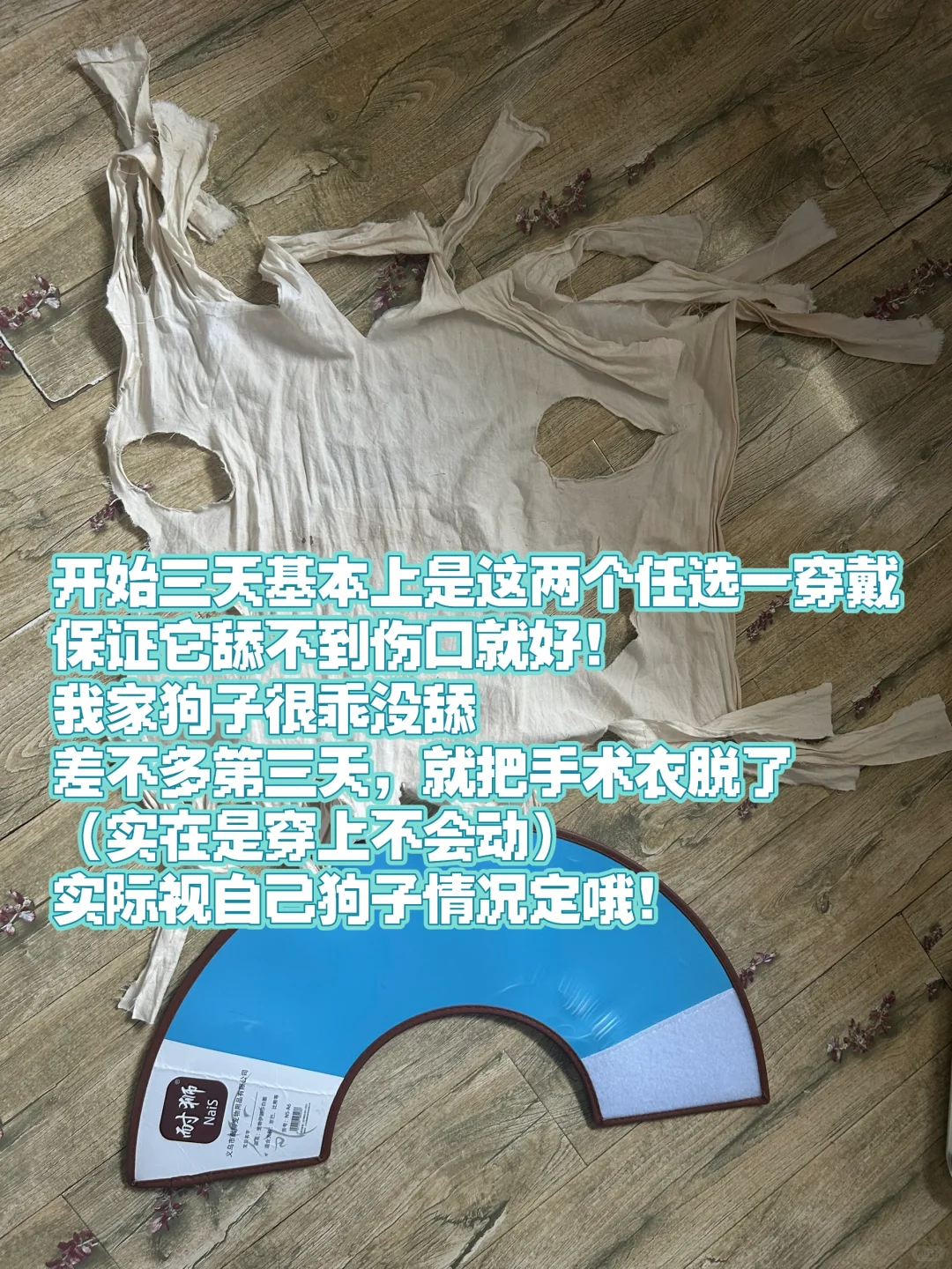 1岁4个月母犬绝育流程分享