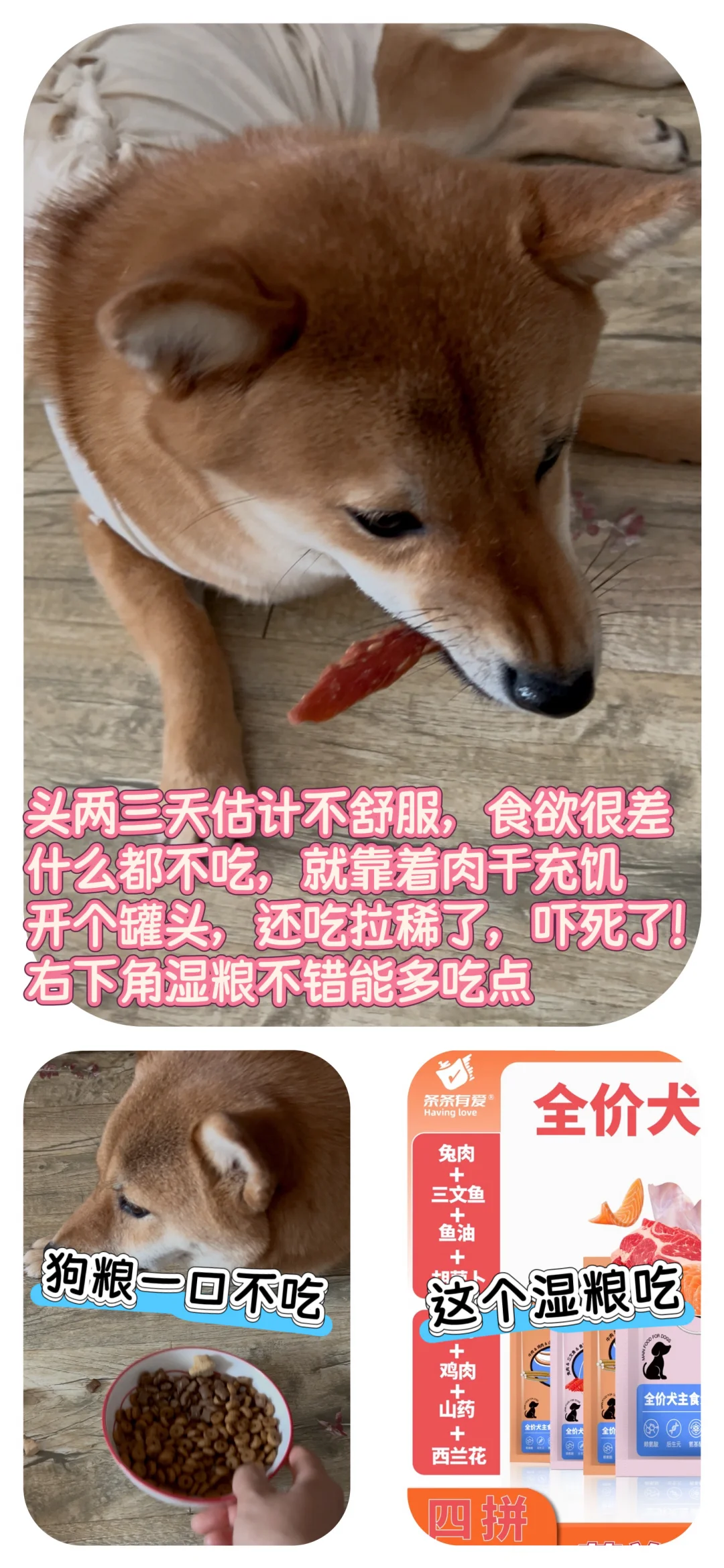 1岁4个月母犬绝育流程分享