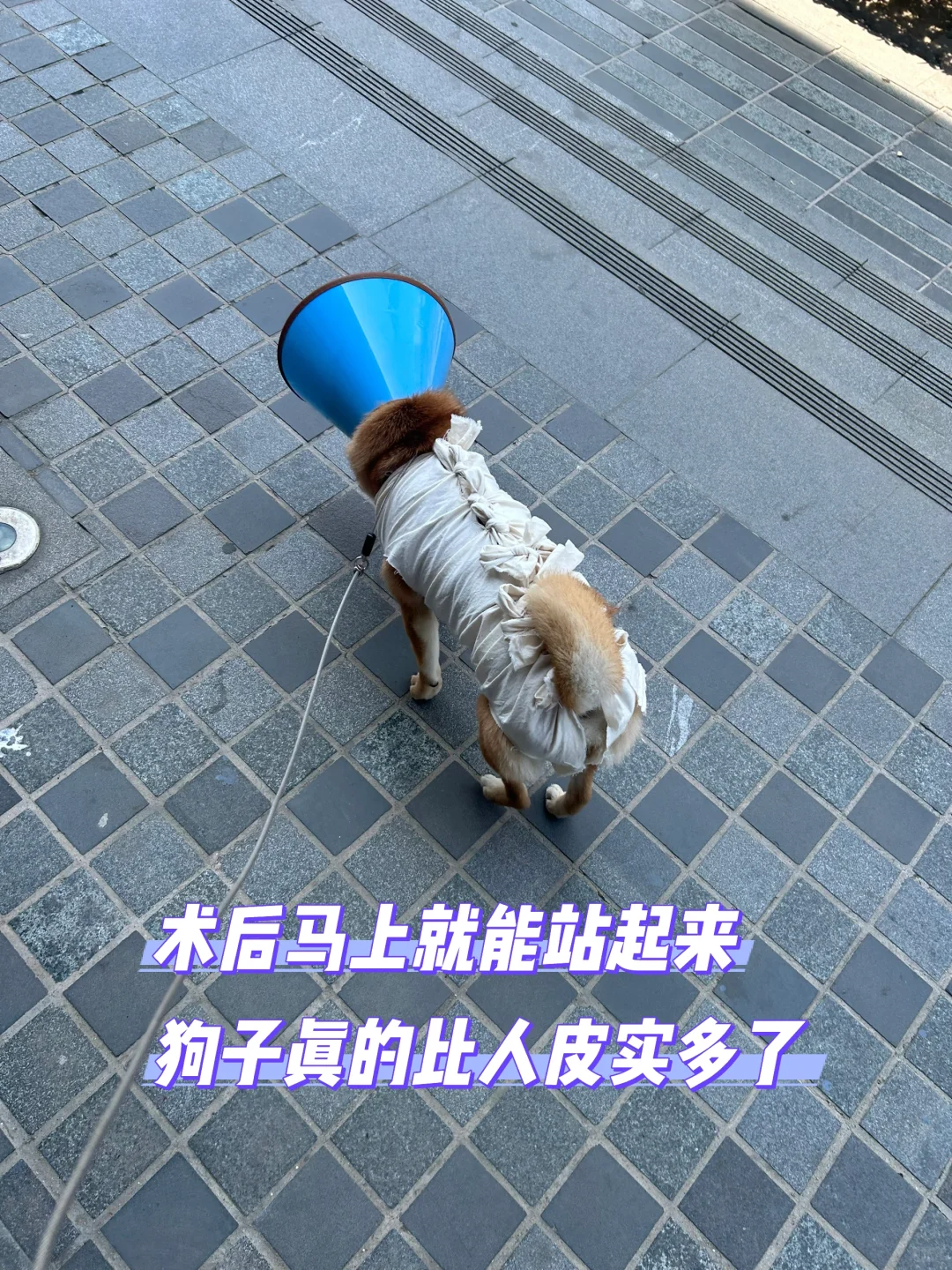 1岁4个月母犬绝育流程分享