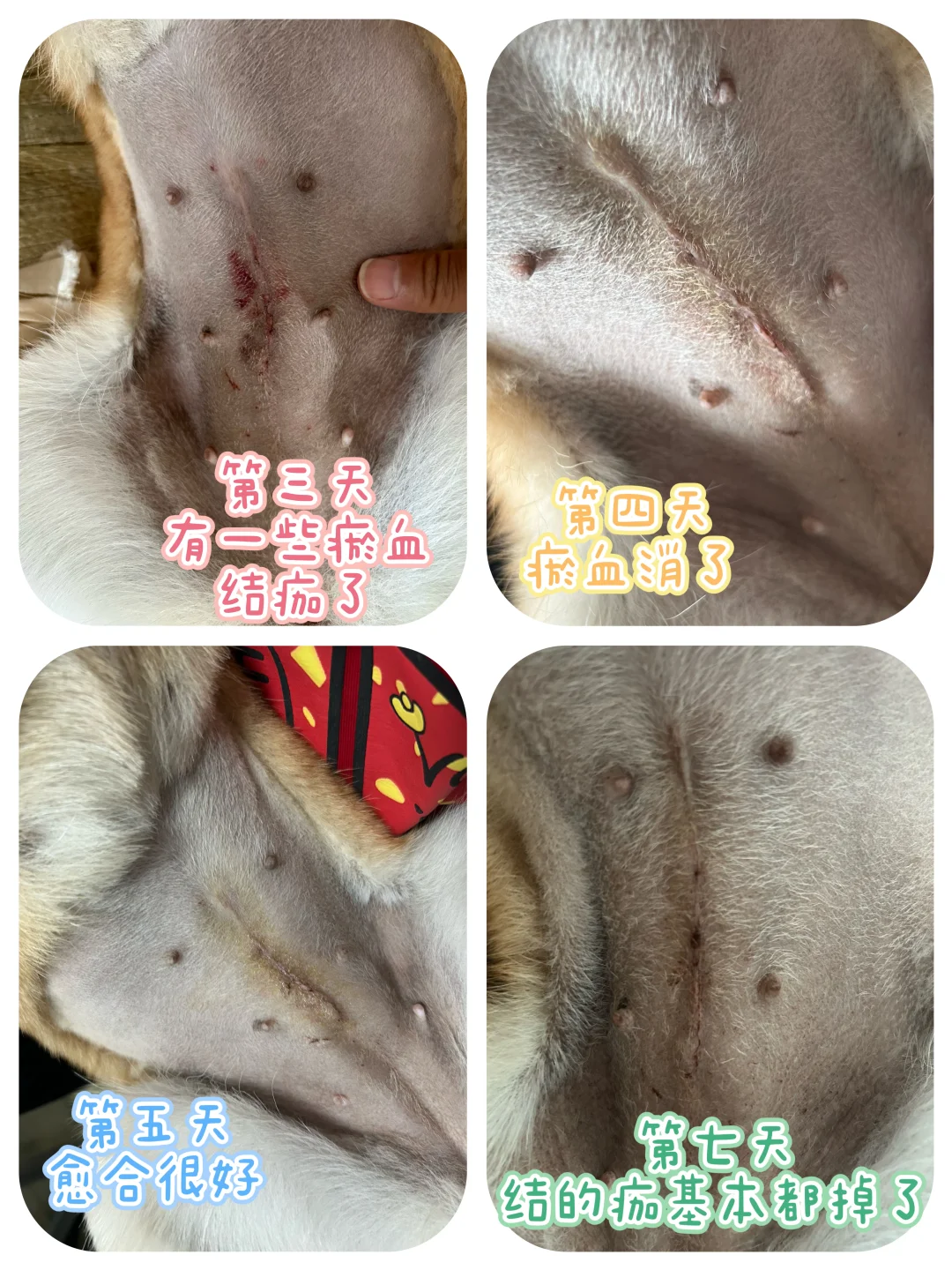 1岁4个月母犬绝育流程分享