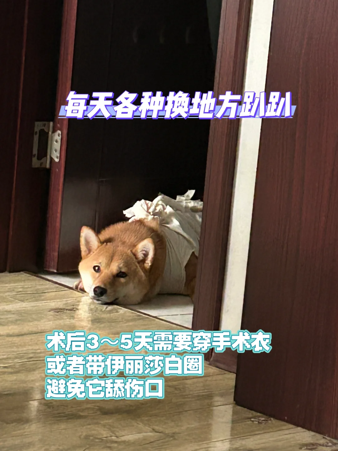 1岁4个月母犬绝育流程分享