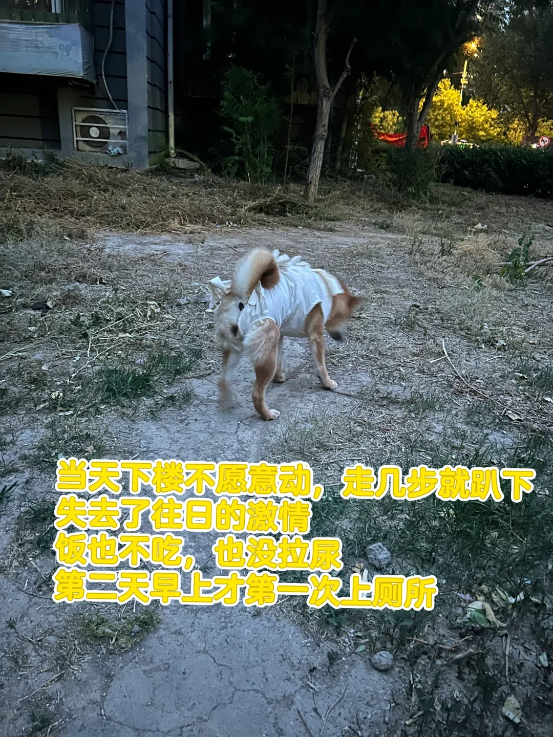 1岁4个月母犬绝育流程分享