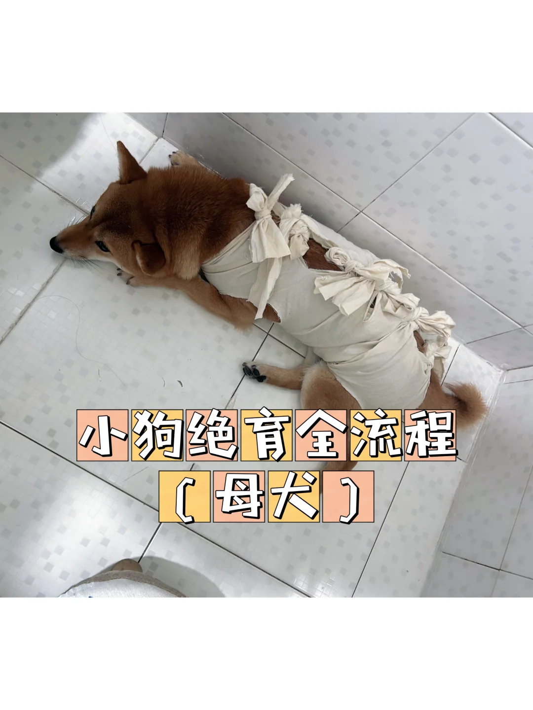 1岁4个月母犬绝育流程分享