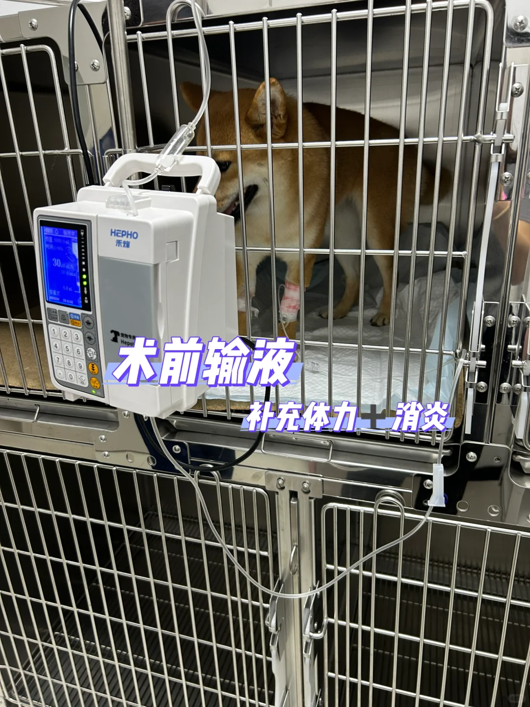 1岁4个月母犬绝育流程分享