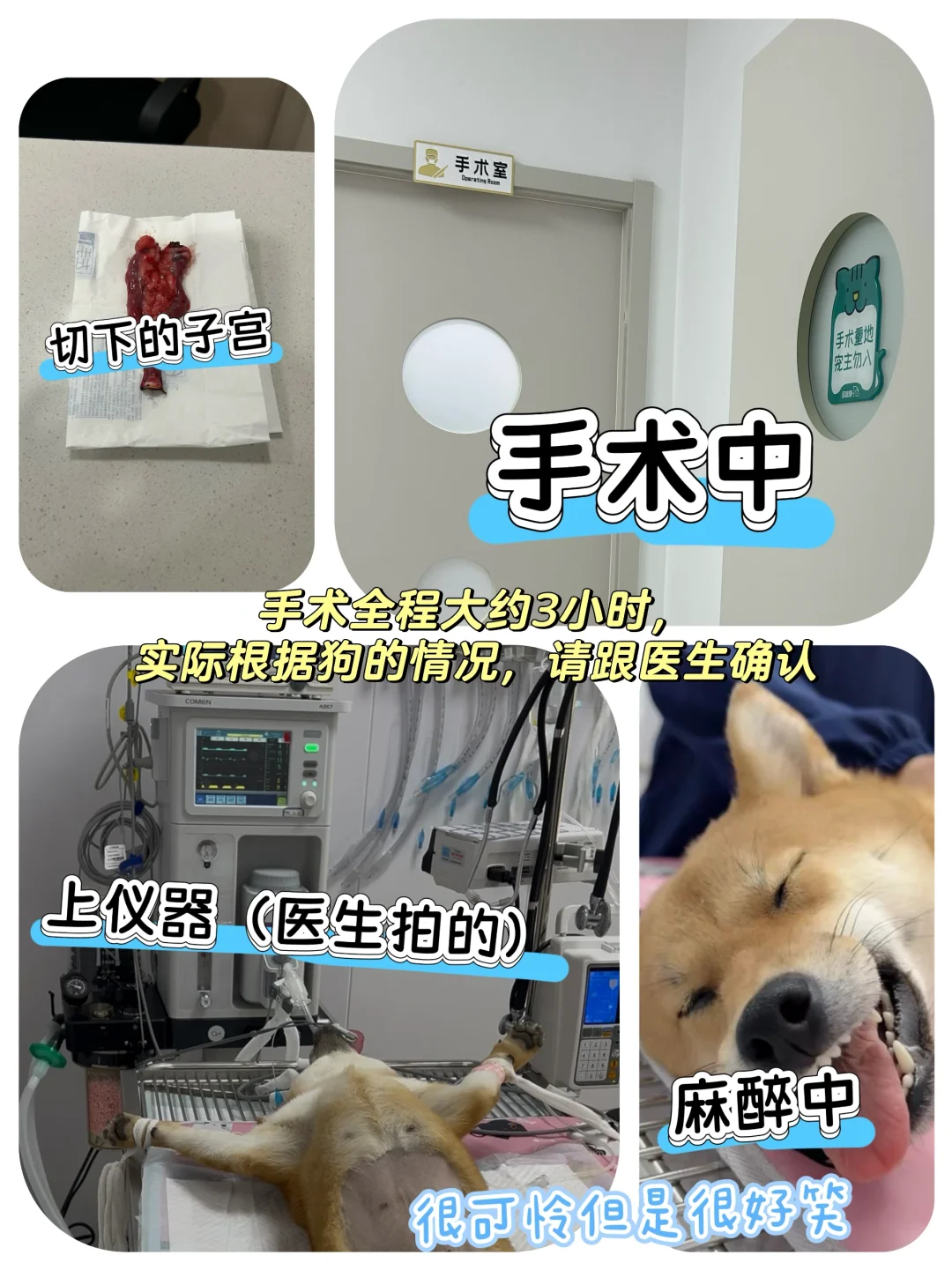 1岁4个月母犬绝育流程分享