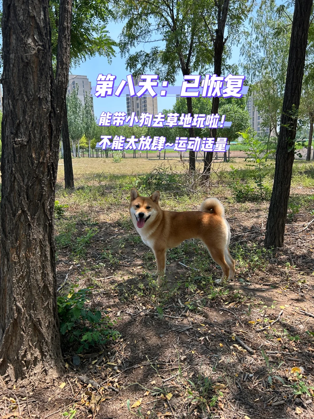 1岁4个月母犬绝育流程分享
