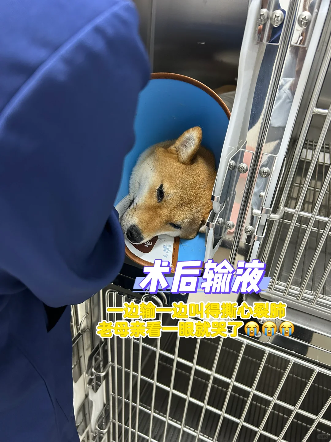 1岁4个月母犬绝育流程分享