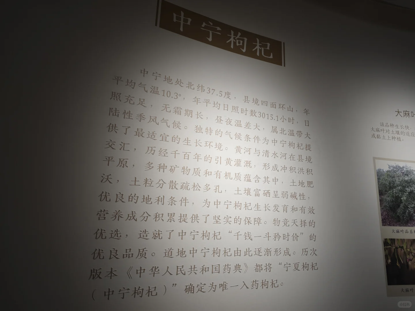 第八届枸杞产业博览会正式开幕~