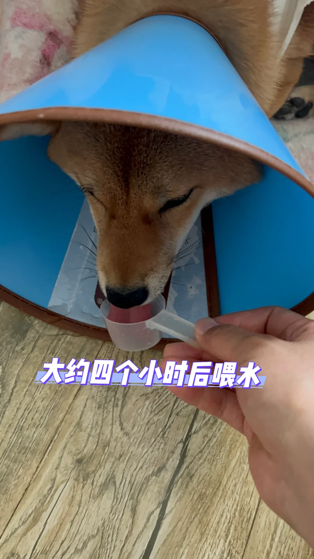 1岁4个月母犬绝育流程分享