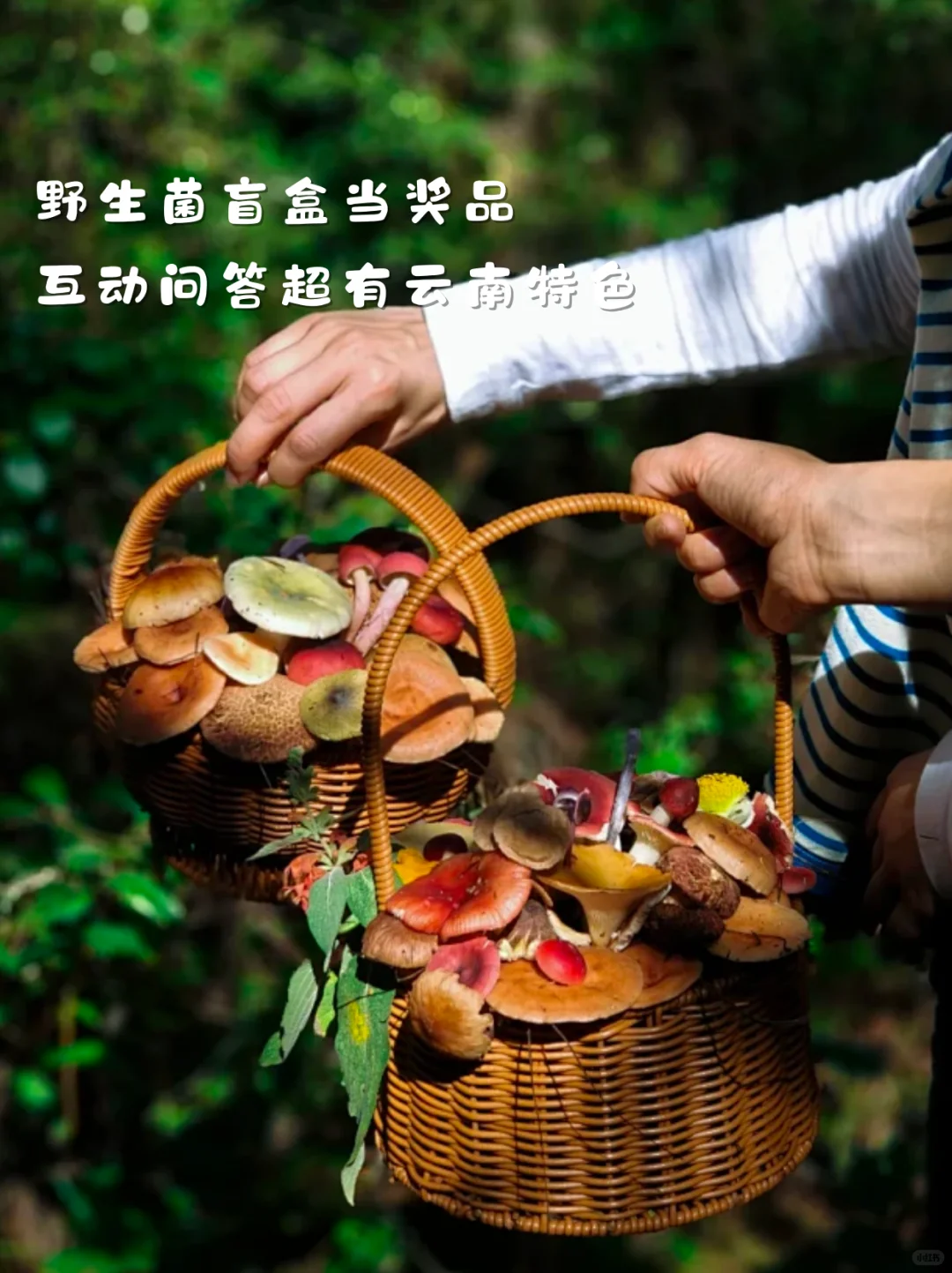 想在招商会杀出重围❓把云南buff叠满就对了