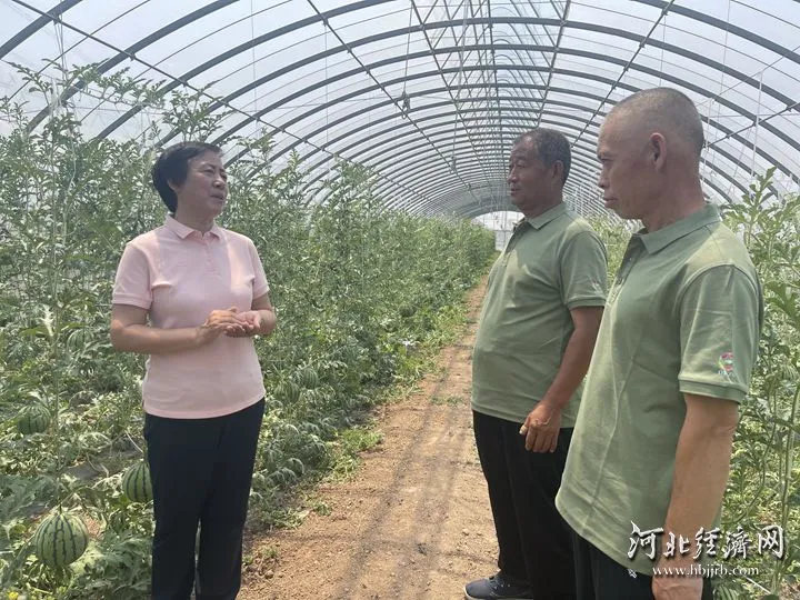 曲周10亿株“科技苗”15省落地生根