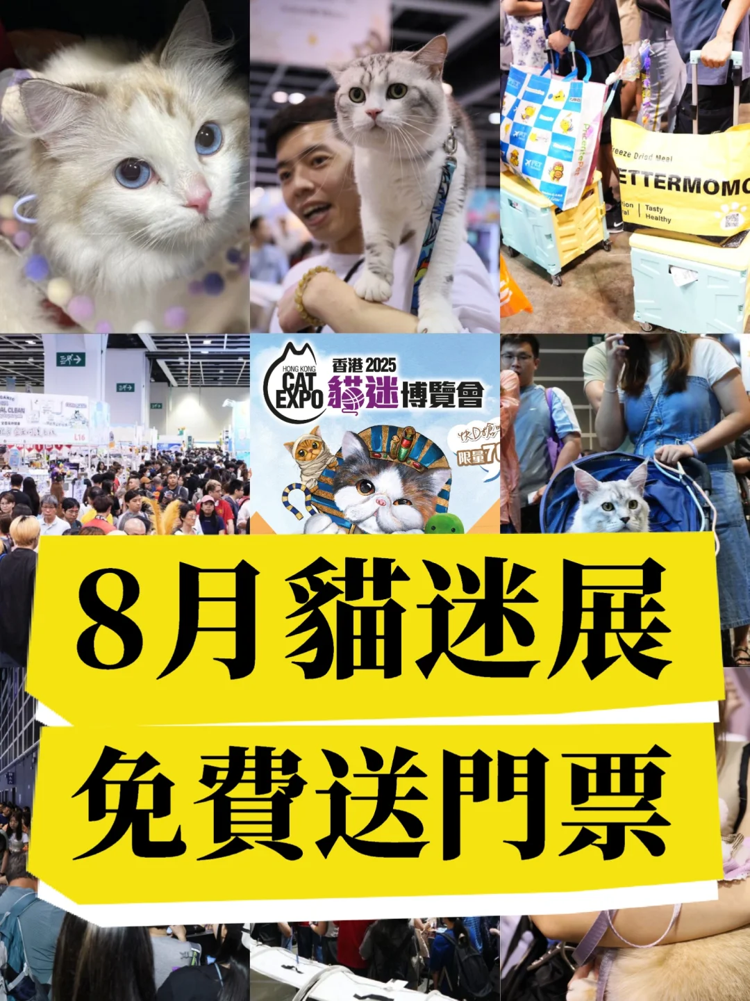 8月香港貓迷博覽會