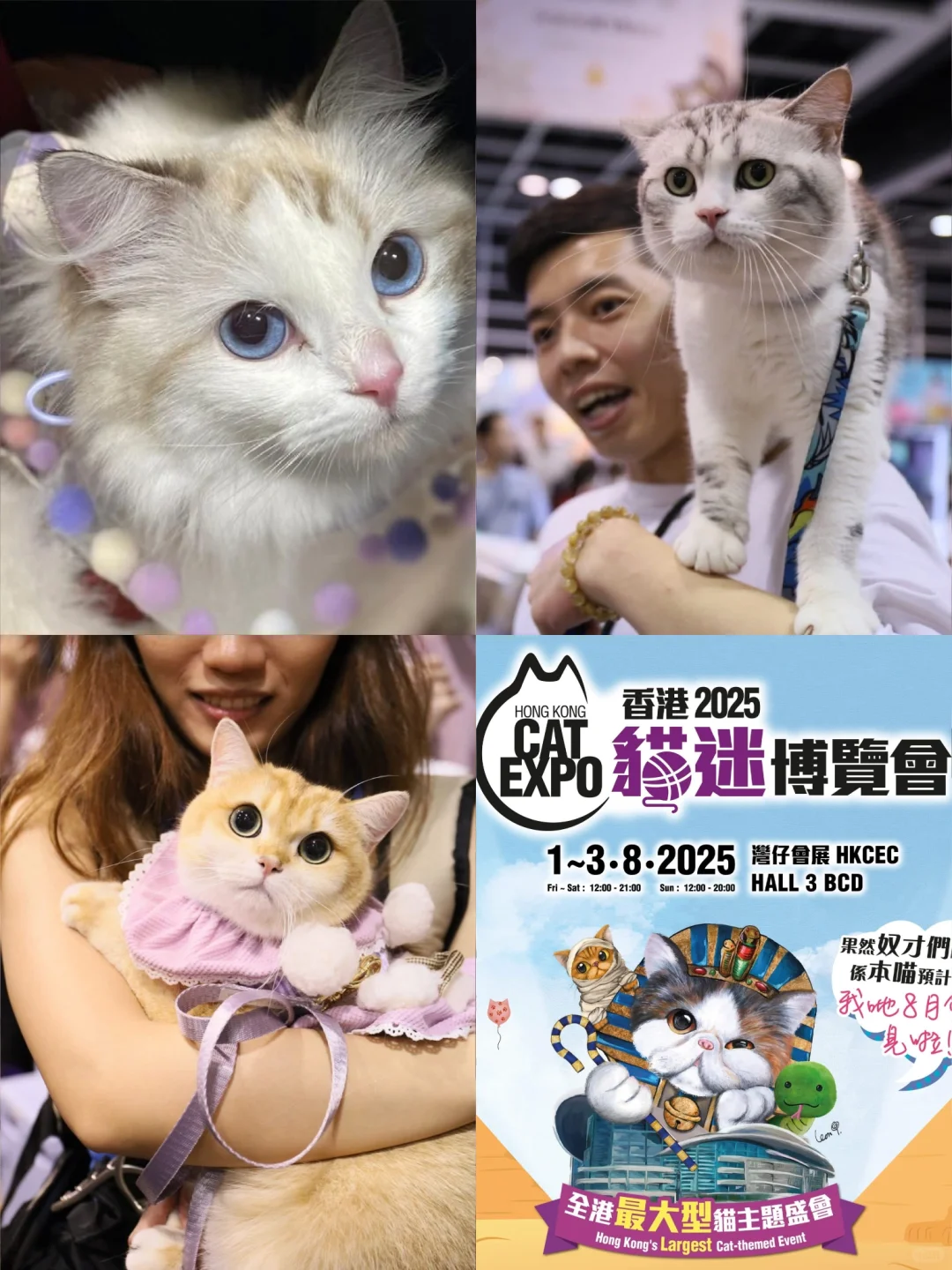 8月香港貓迷博覽會