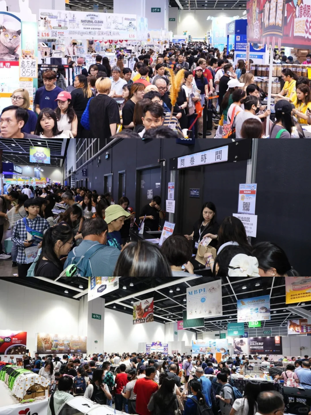 8月香港貓迷博覽會