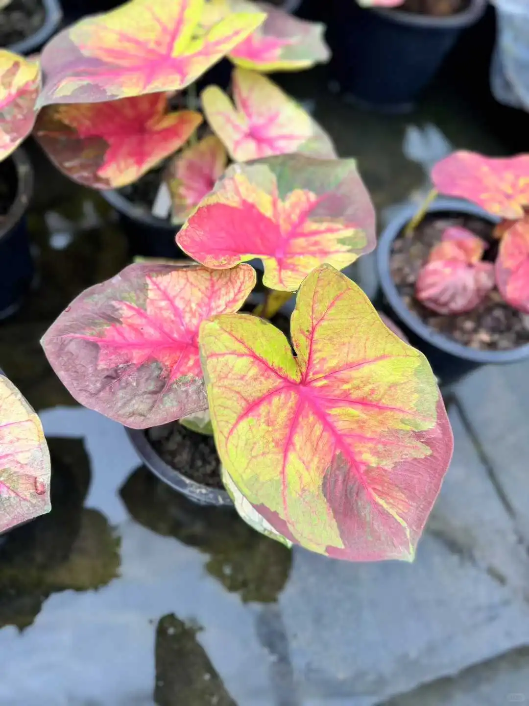 8月广州?奥斯卡植物园@你来世界热植展啦