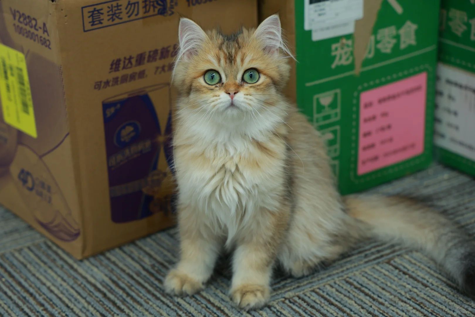 上海亚宠展兼职招募 | 宠物脑袋速来贴贴！