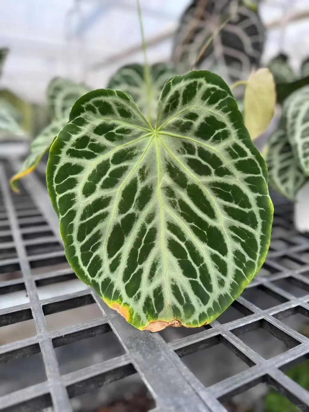 8月广州?奥斯卡植物园@你来世界热植展啦